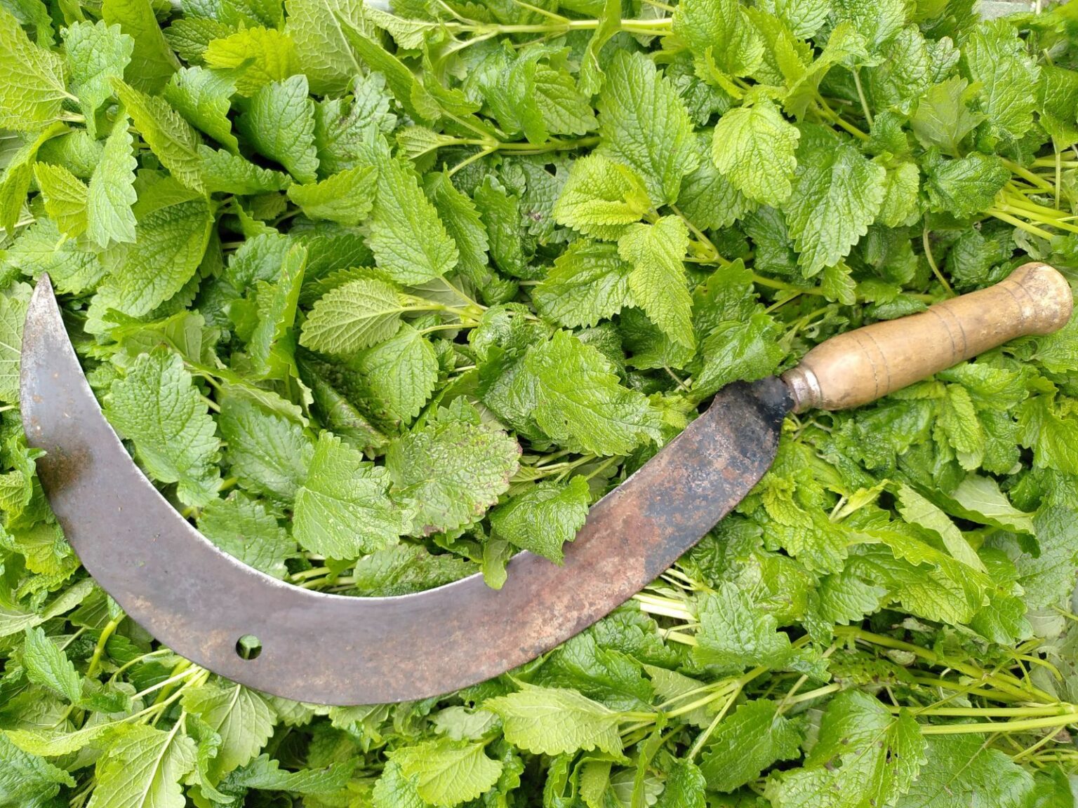 Fysalis - production de plantes aromatiques et médicinales - plante - mélisse officinale - melissa officinalis - faucille