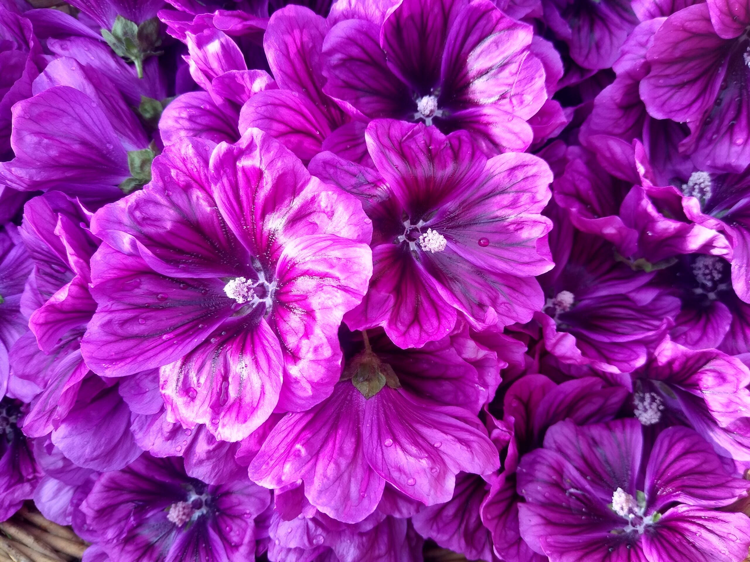 IMG_20210703_184836970_HDR